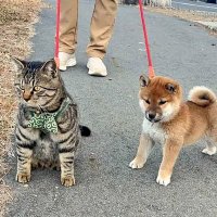ビーサンのゲン (@traderpine) 's Twitter Profile