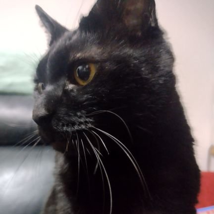 tamori_123's profile picture. 家族でヒスイ採取🪨、釣り🎣、シニアの黒猫14歳🐈‍⬛との暮らし。佐藤琢磨さん、武豊さん応援✨️ポスト少なめ、♡多めになります。