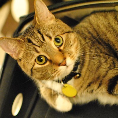 angelan's profile picture. Opinions are my own. Follows, faves, and RTs ≠ endorsements