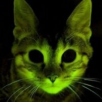 thecatsmother (@moggiesma) 's Twitter Profile Photo