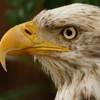 _MAGATrooper_ (@_maga_forever_) 's Twitter Profile