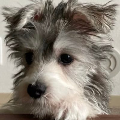 07kumiro29's profile picture. 現在育休中👶🏻 Famm3月期グラフィックデザイン👩‍💻 mac初心者🔰