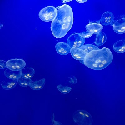 いださんのプロフィール画像