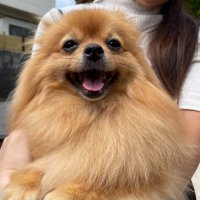 ここちゃん (@myuwata) 's Twitter Profile