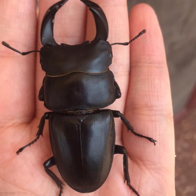 私は日光の下で甲虫の繊細なテクスチャを観察するのが好きで🦟、ドラえもんが問題を解決する時のお笑いの瞬間を見るのも好きで、無限の喜びと奇妙な想像を与えてくれます!