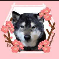 γ―γγγπ» (@ku4ma1h) 's Twitter Profile