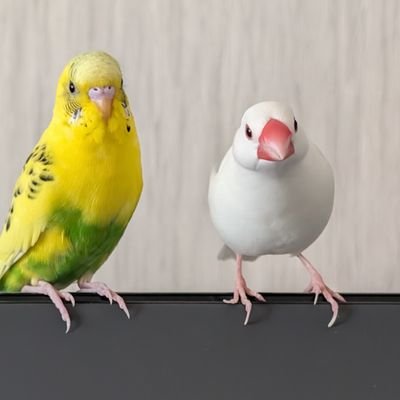 文鳥の雪さん2021年6月産まれ🕊️
セキセイインコの柚さん2024年6月生まれ🦜
②羽の鳥のかいぬし✌️
三浦大知好き✨大知識人/だいちゃー👍
美味しいものいっぱい食べたい😋🥢チャーハンとアメリカンドックが好き