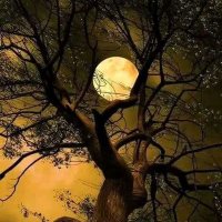 Punjabi (@83slm) 's Twitter Profile