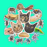 井上アフターバーナー@猫と爬虫類 (@nekotohachurui) 's Twitter Profile Photo 井上アフターバーナー@猫と爬虫類 (@nekotohachurui) 's Twitter Profile Photo