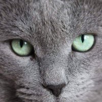 Charlie la tenaille (@phacotte) 's Twitter Profile Photo