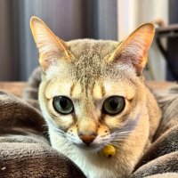 あーりん (@a_rin_812) 's Twitter Profile
