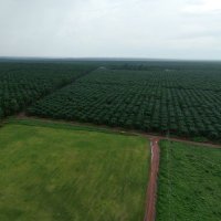 Okomu Oil Palm (@okomuoilpalmcoy) 's Twitter Profile