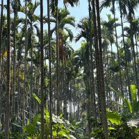 Cathy Guo (@_duxfemina_) 's Twitter Profile