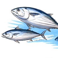 🐟株ANI🪼洋上の激闘 カツオ一本釣り (@ff4b85d910e740c) 's Twitter Profile