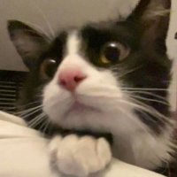 Sodacam_tton (@gdybdsu73210) 's Twitter Profile Photo Sodacam_tton (@gdybdsu73210) 's Twitter Profile Photo