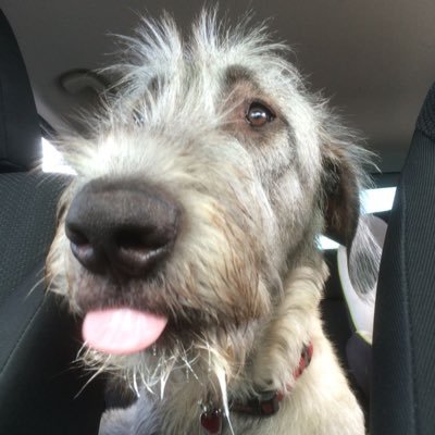 heartstufffed's profile picture. yeah dogs are pretty cool