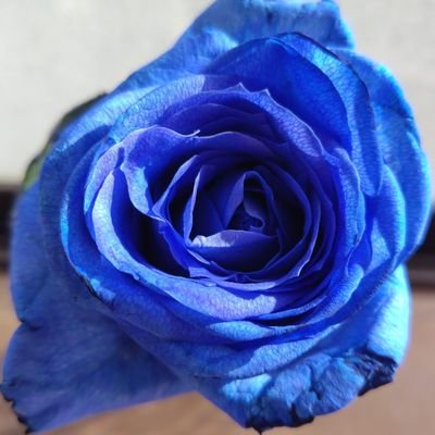 桜猫さんのプロフィール画像