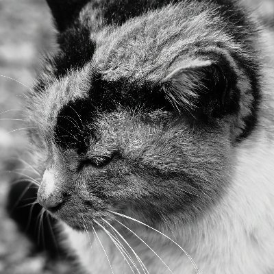 ya_ko_850's profile picture. お散歩してるただの一般の観光猫おじさんです（多分）