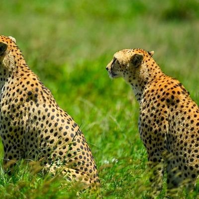 MaindaJmainda53's profile picture. Dad,passionate about sports & farming