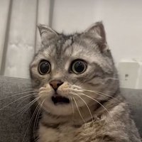 Walker (@walker_heel) 's Twitter Profile