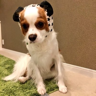 キャバリアの蘭丸🐶2016年9月生まれの男の子♡前立腺がんにより2025年3月20日、8歳6ヶ月で天国に🌈タンパク漏出性腸症(IBD)の治療、僧帽弁閉鎖不全症 B1の経過観察もしていました。最近、雪丸🐶2024年12月生まれの男の子を迎えました。Eng/JPN available🙌🏼#キャバリア #ペットロス