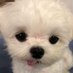 치비 (@bicheese13) Twitter profile photo 치비 (@bicheese13) Twitter profile photo