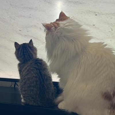 Ruka_jimin's profile picture. 