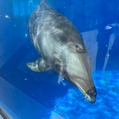 募集垢ではない
