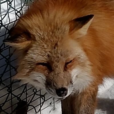 ろーじーさんのプロフィール画像