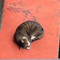 にゃあ (@wf877) 's Twitter Profile