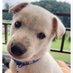 Dachs-hund (@dy0018) Twitter profile photo Dachs-hund (@dy0018) Twitter profile photo