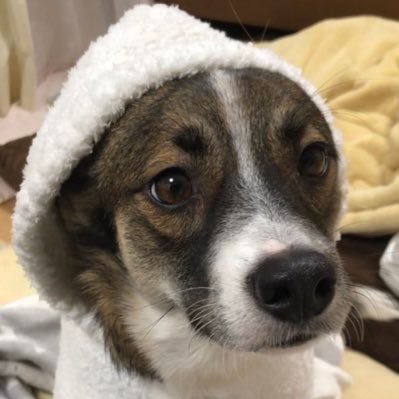 くろまめさんのプロフィール画像