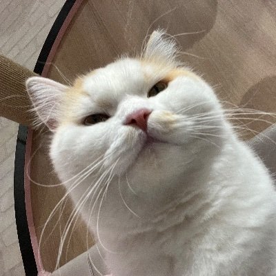 Ryao_03's profile picture. 音楽,漫画,アニメが好きな一般人