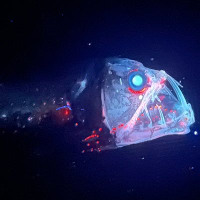深海魚直送便さんのプロフィール画像