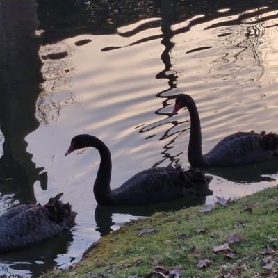 LutherAlarcon's profile picture. Se puede tener una vida plena sin grandes éxitos.

Tênes que ser psychológicamente hermoso.