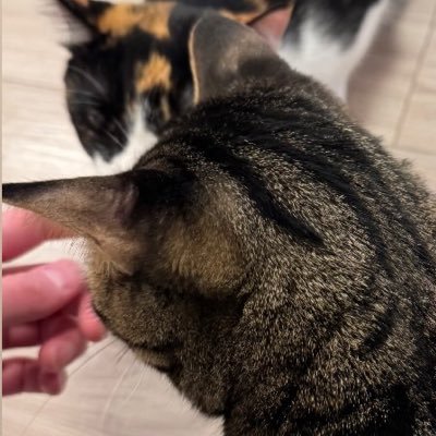 sakikisaku7526's profile picture. 