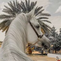 🇴🇲مَهَاالصَّافِنَاتُ🇴🇲 (@maha_omania_) 's Twitter Profile Photo 🇴🇲مَهَاالصَّافِنَاتُ🇴🇲 (@maha_omania_) 's Twitter Profile Photo