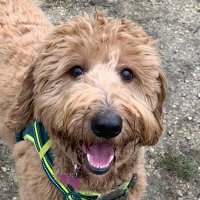 Bramble (@bramblethedood) 's Twitter Profile