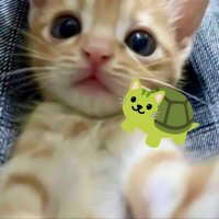 나진🥖🌹☂️🏳️🌈 (@najini2e) 's Twitter Profile Photo 나진🥖🌹☂️🏳️🌈 (@najini2e) 's Twitter Profile Photo