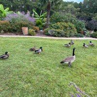 Lynn Bertrand (@lbertrand) 's Twitter Profile