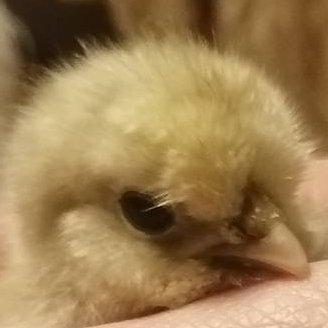 DrHydroponics's profile picture. 柚子ときゅうりを作ってます🍊🥒横浜市→東京都品川区→岡山県へ移住。軽い感じでやっていきます🌺ピースボートで大学の頃、世界一周　１６カ国程巡る🛳 ex 地域おこし協力隊　exex OOH広告代理店