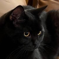 だぶ (@monu_acid) 's Twitter Profile