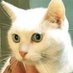 Poyo - Ziva (@sagepoyocat) Twitter profile photo Poyo - Ziva (@sagepoyocat) Twitter profile photo