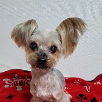 beat_0817 (@beat_0817) 's Twitter Profile