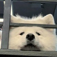 Schatz (@crushonyoux_) 's Twitter Profile