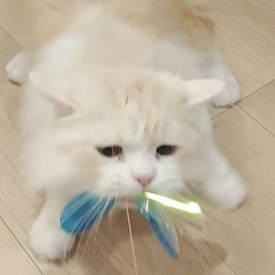 うんち！さんのプロフィール画像