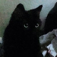 милиция (@millice0x) 's Twitter Profile