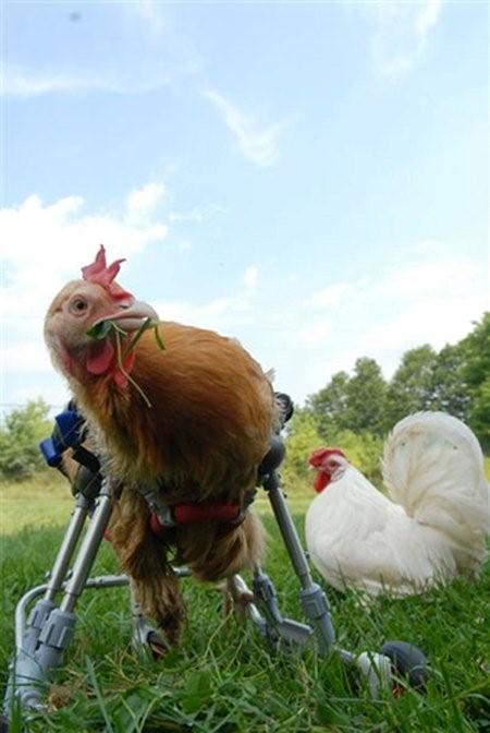 Chicken_Lady's profile picture. Love my Chickens, My 7 children make me crazy my friends keep me semi-sane.