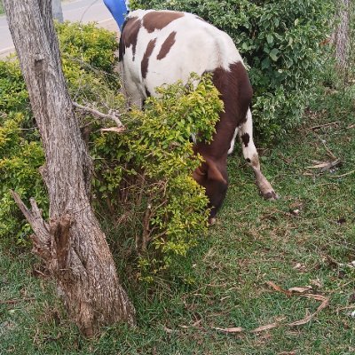 Evans88685125's profile picture. Skills