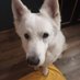 ☯️Laëtitia☮️💮🐾🤍 (@aubjean888) Twitter profile photo ☯️Laëtitia☮️💮🐾🤍 (@aubjean888) Twitter profile photo